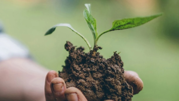 View of a hands holding dirt with a small plant sapling.