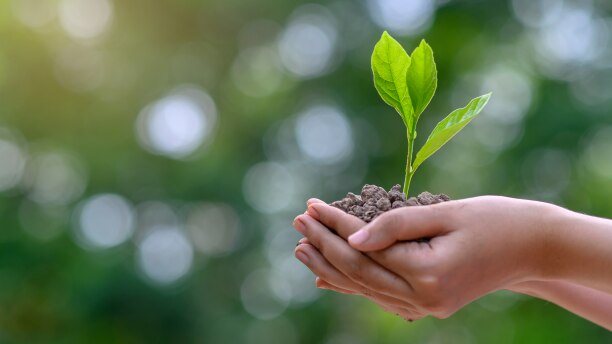 Hands holding dirt with a small plant sapling. 