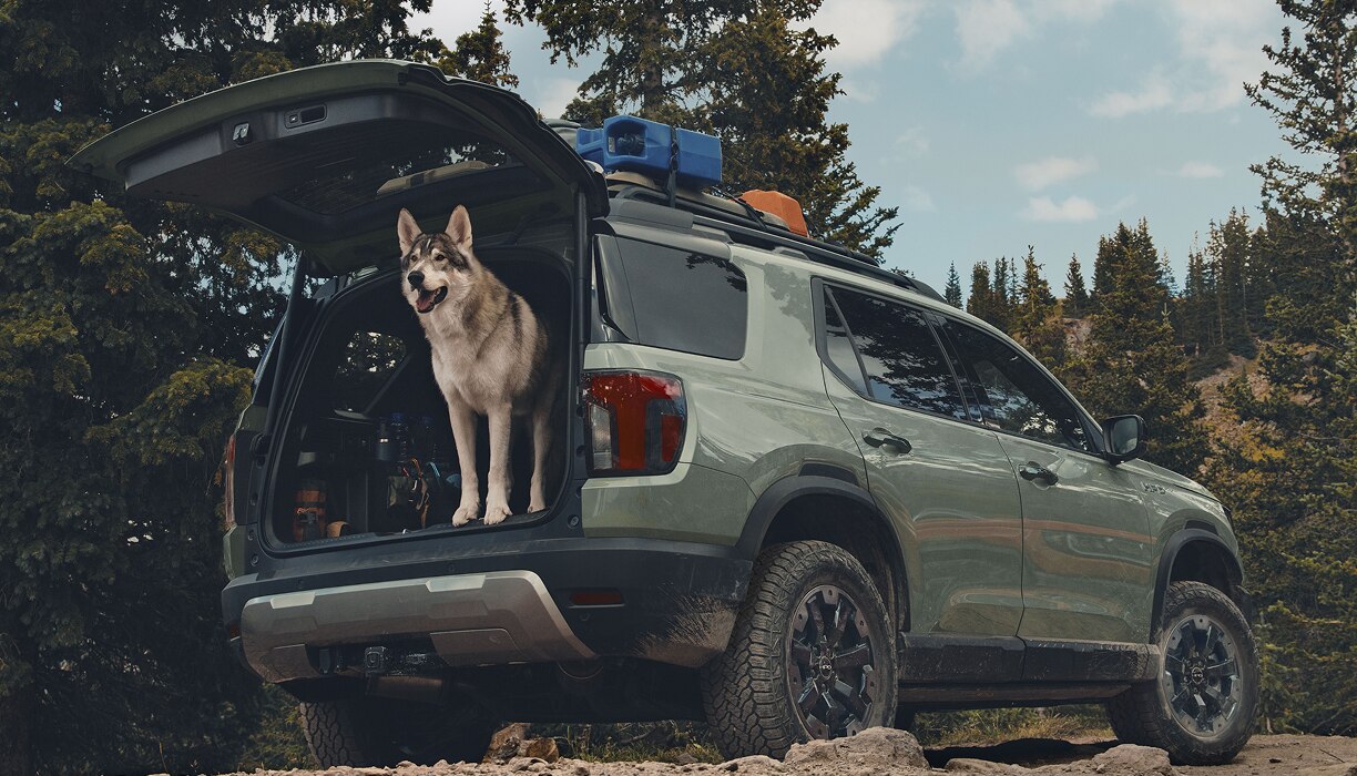 Rearview shot of a dog in the back of a Passport. 