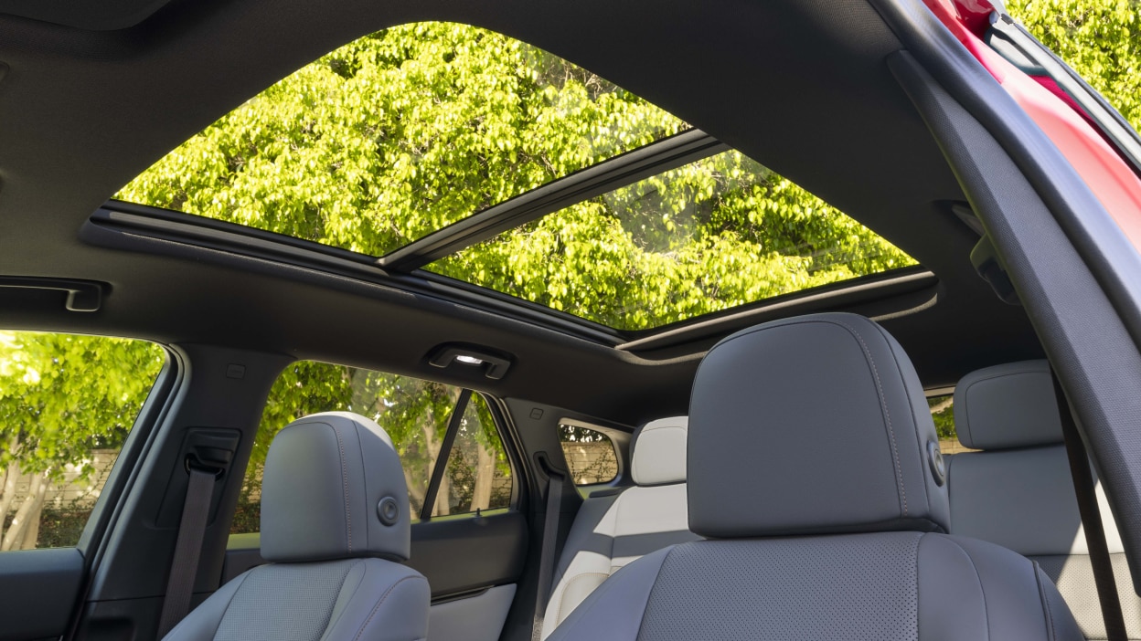 Interior worm’s eye view of open panoramic moonroof, where we see tall temperate forest trees.